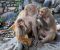 Grroming Monkey Family at the Monkey Temple Kathmandu