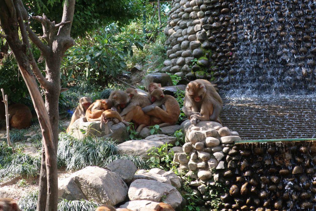 Monkey Family chilling at the Monkey Temple Nepal Kathmandu