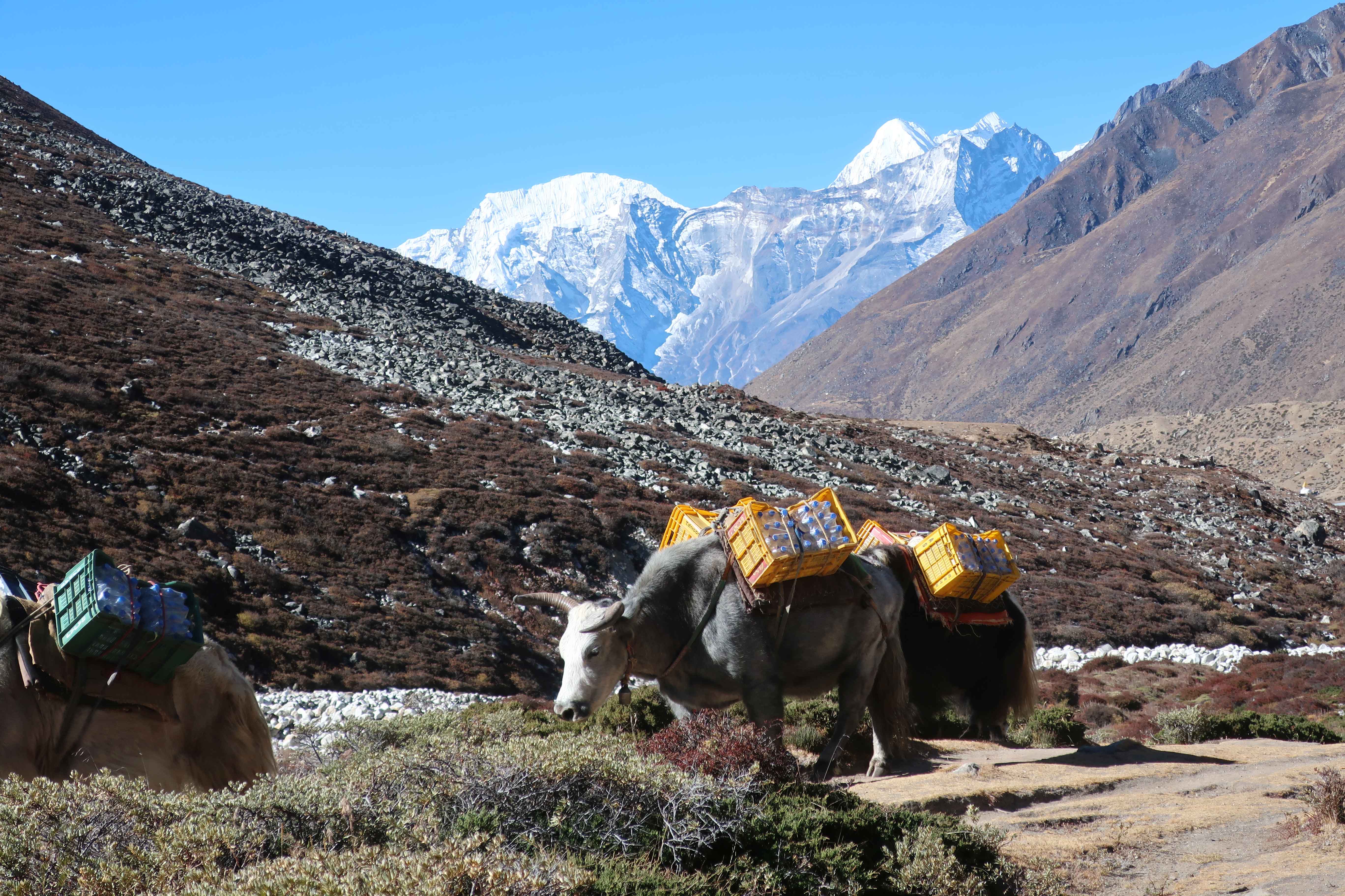 Yaks carrying water to the higher villages in the Everest region