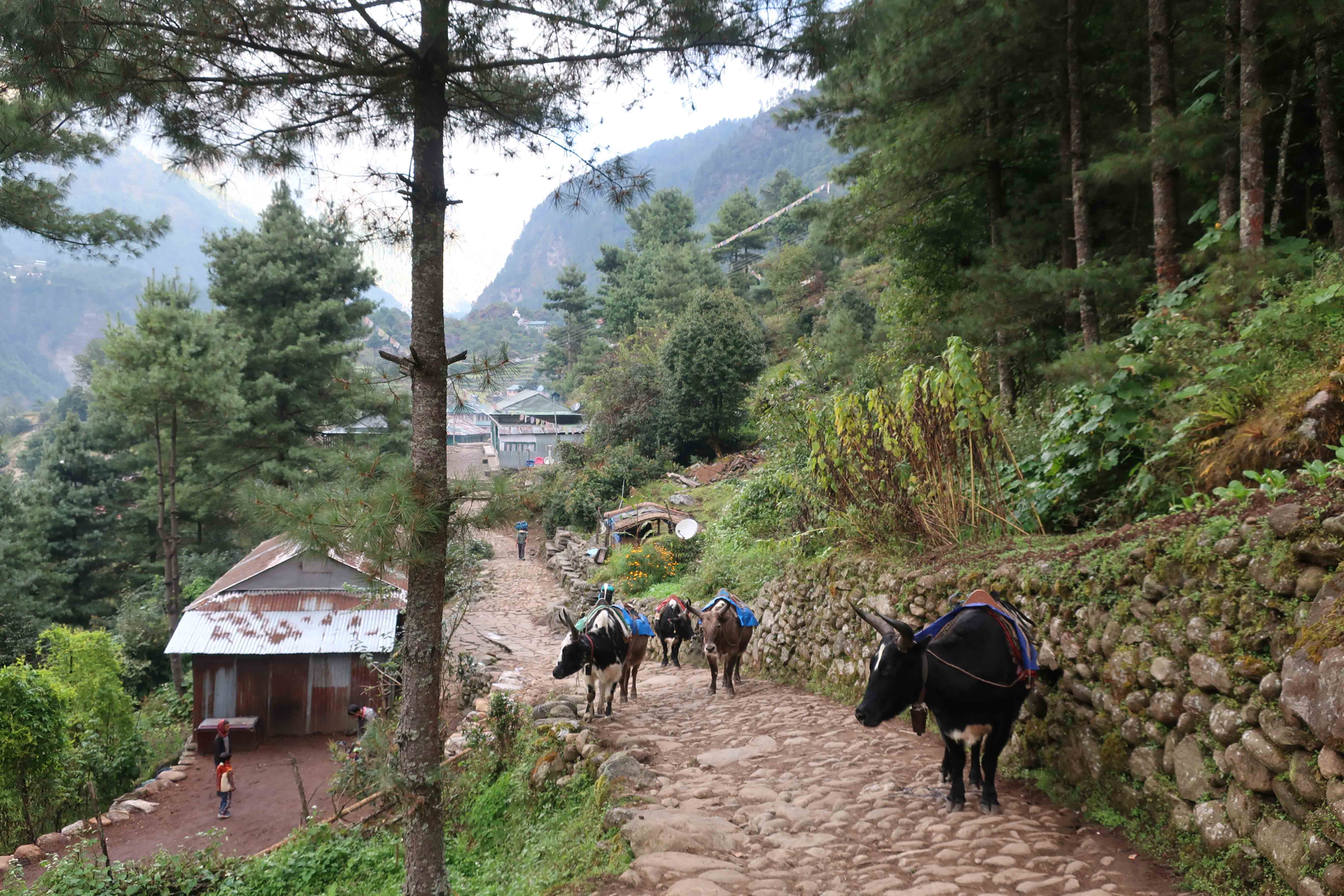 Yaks travelling to their village everest region himalayas