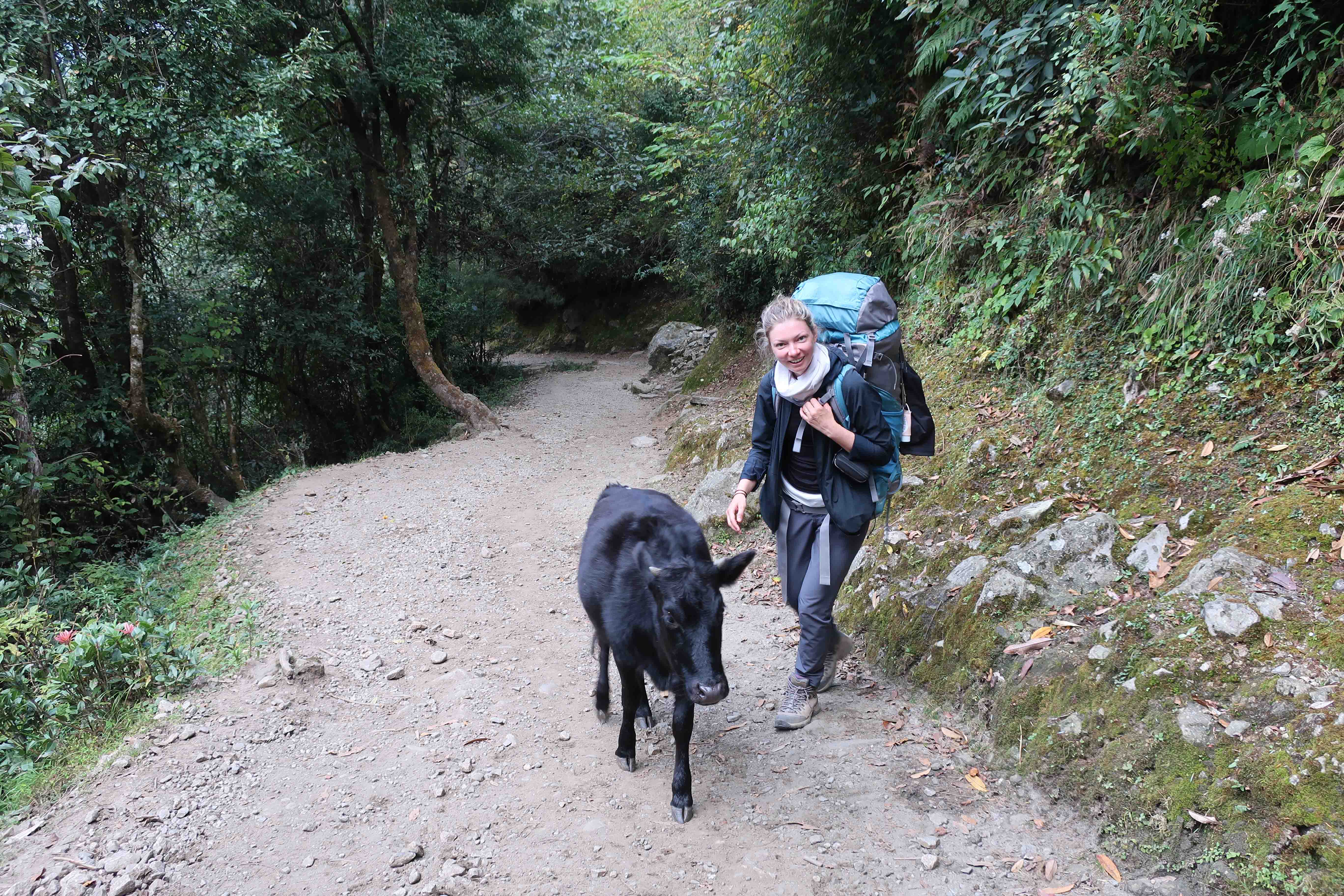 Meeting a bull calf on the way to Lukla